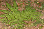 Log fern 